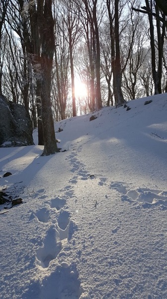 Cammino per la vetta dopo la nevicata del 25-26 febbraio 2018 / 20180226_164725 (FILEminimizer).jpg 20180226_164725 (FILEminimizer).jpg